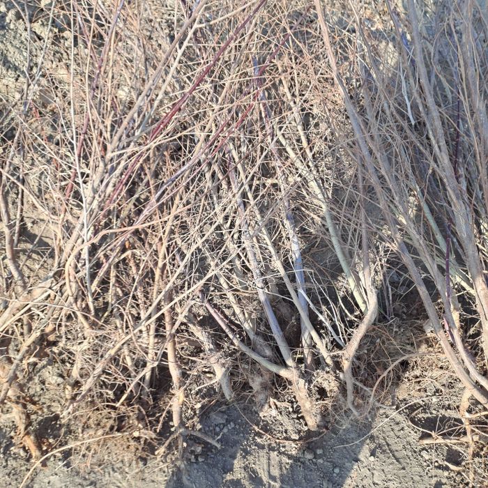 карагаш. клен черный. тополь