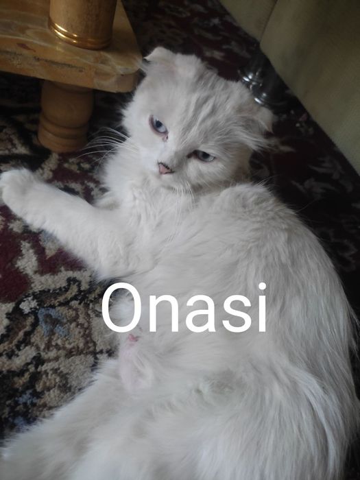 Zotdor Khao manee mushuki (og'il bola), 1 oylik, kozi 2 xil rangda