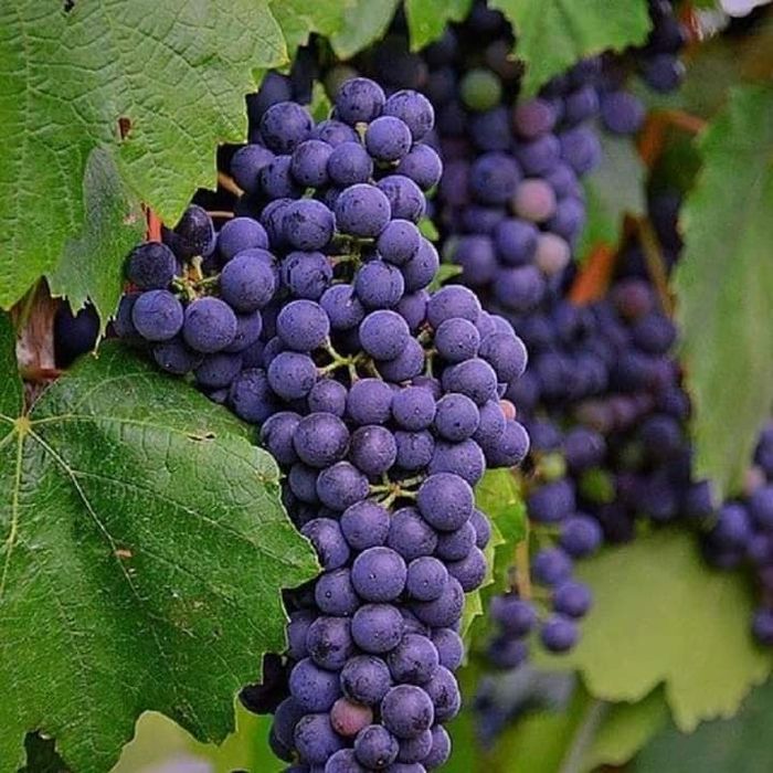 Butasi certificați și autorizati