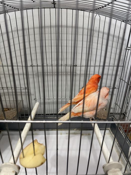 Продам пару готовых канареик Канарейка