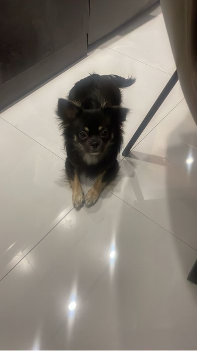 Вязка порода Чихуахуа.