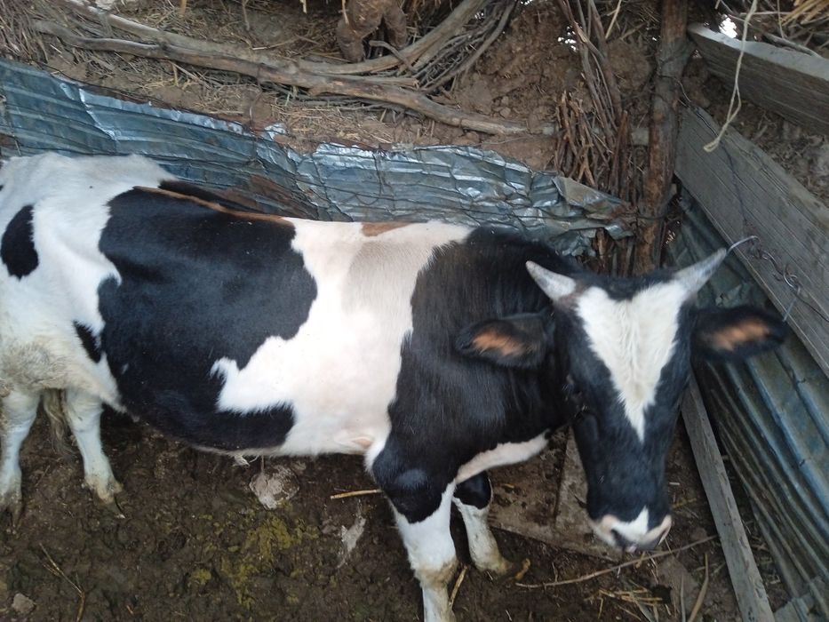 Еркек баспақ семыз