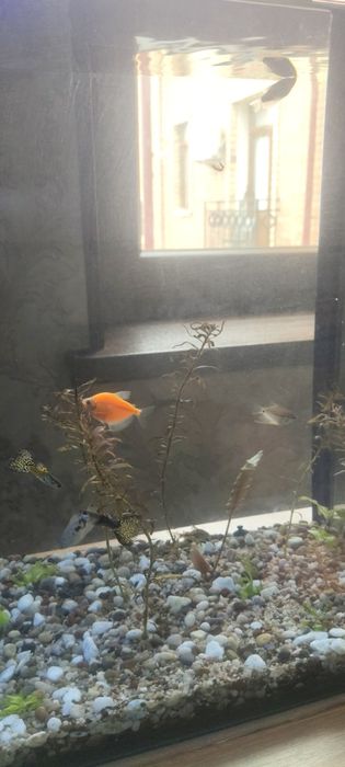 Akvarium baliklari