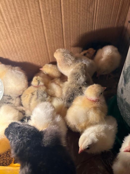 Балапан сатамын.Продам цыплят