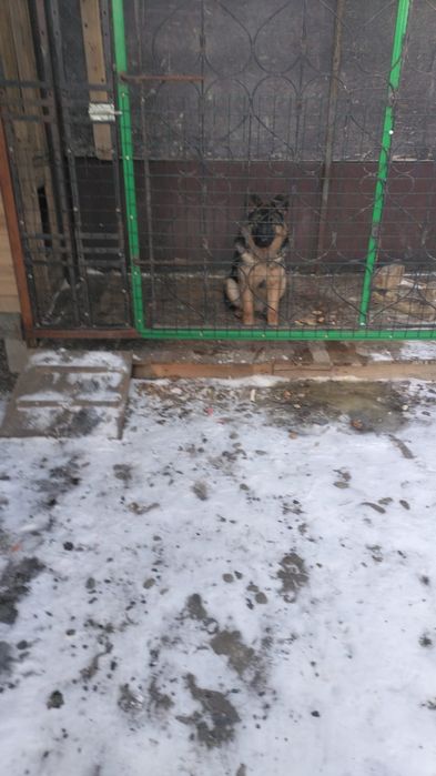 Продам немецкую овчарку   6 мецяц