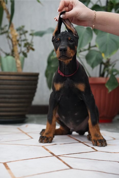 Продается щенок добермана