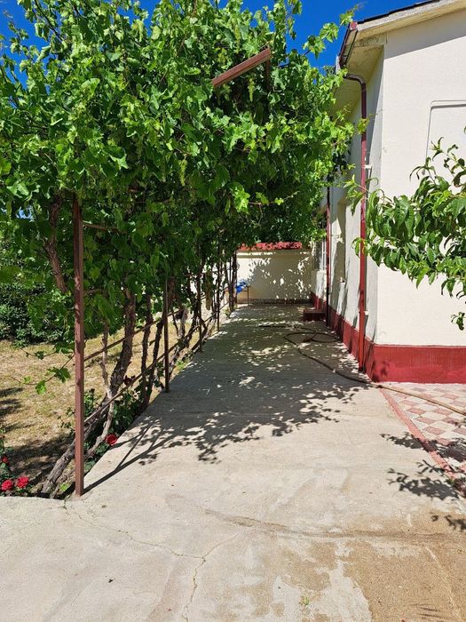 Srochna Kotej sotiladi