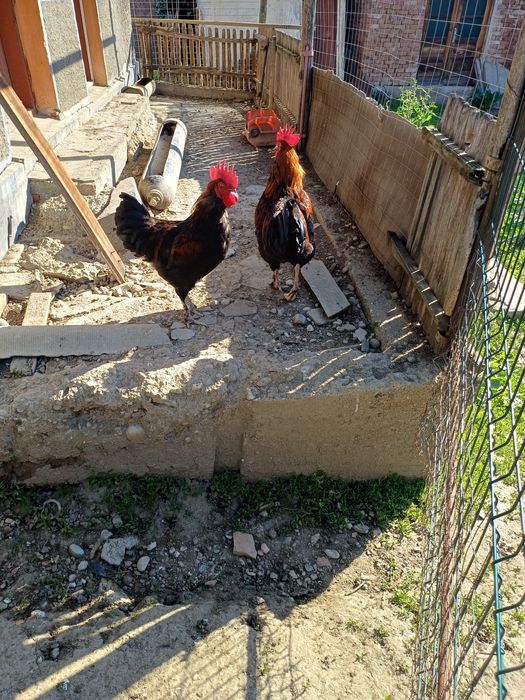 Cocoși Marans negru aramiu