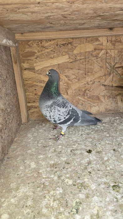 Vând porumbei voiajori