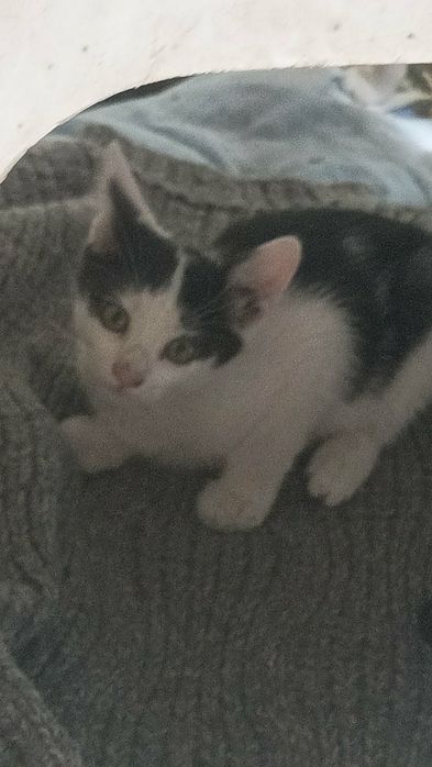 Подарявам котета
