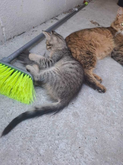 Подарявам котета