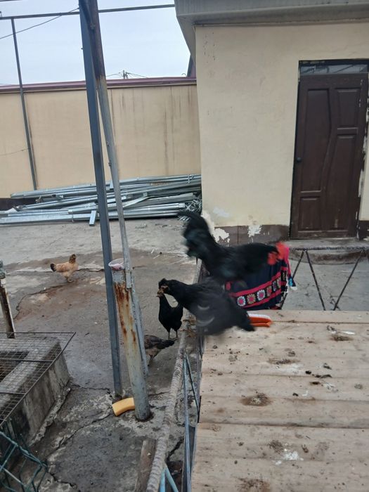 Хўрозлар сотилади.