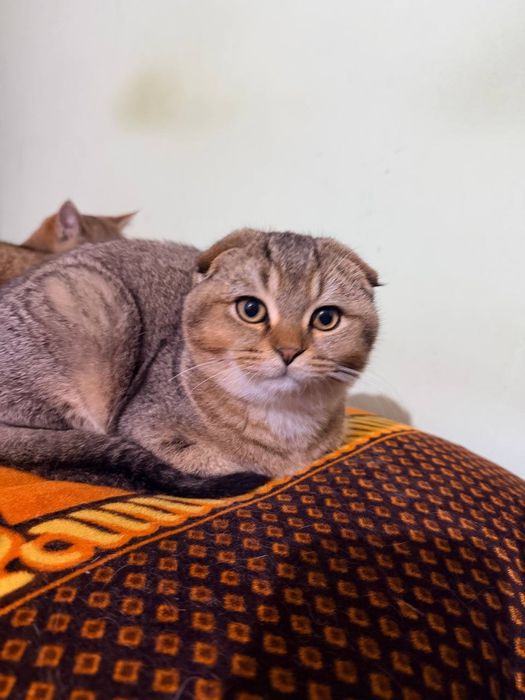 вислоухий шиншилла