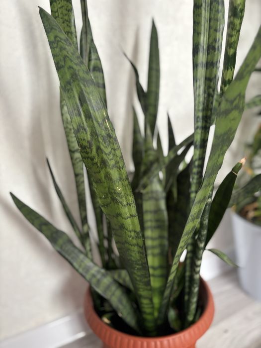 Продам Сансеверия