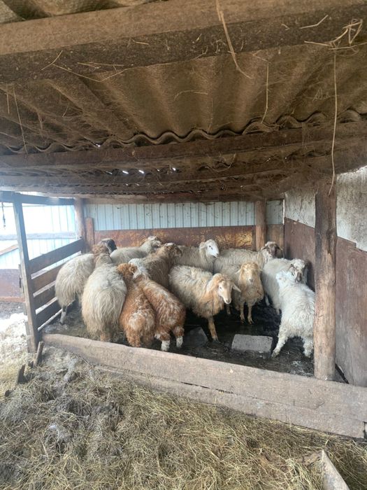 Продам овец с ягнятами