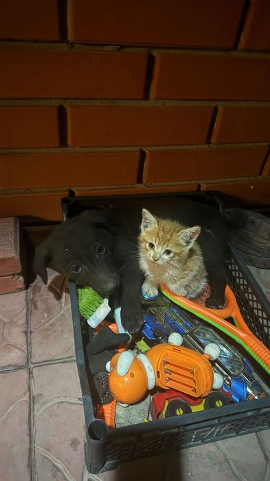 Рыжий Котенок, девочка.