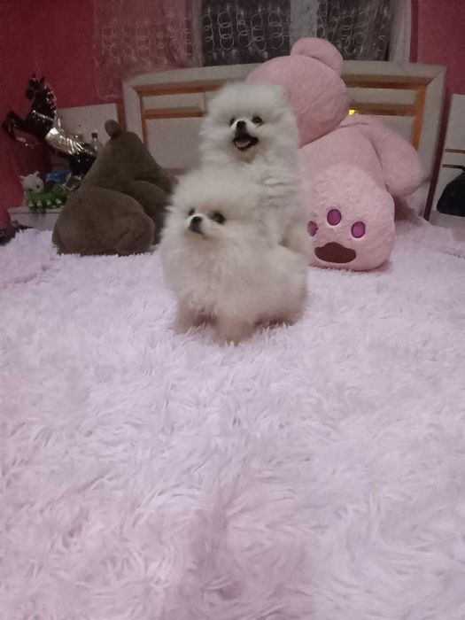 Померан момчета от елитни родители