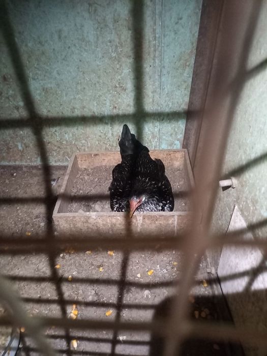 Xoʻroz Yapon uyda boqlgan