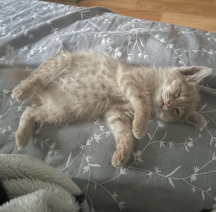 Котенок в добрые руки