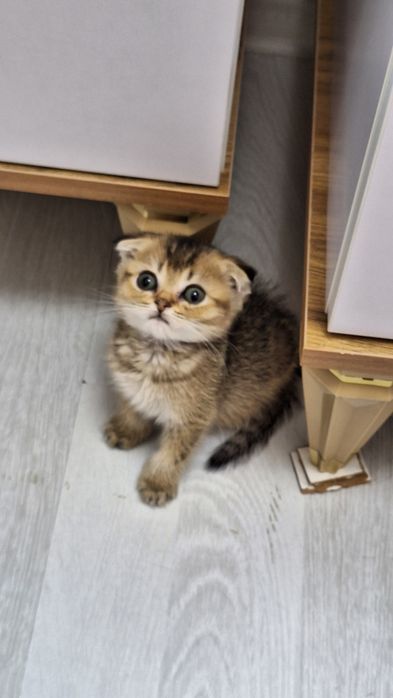 Чистокровные котята от правильной вязки