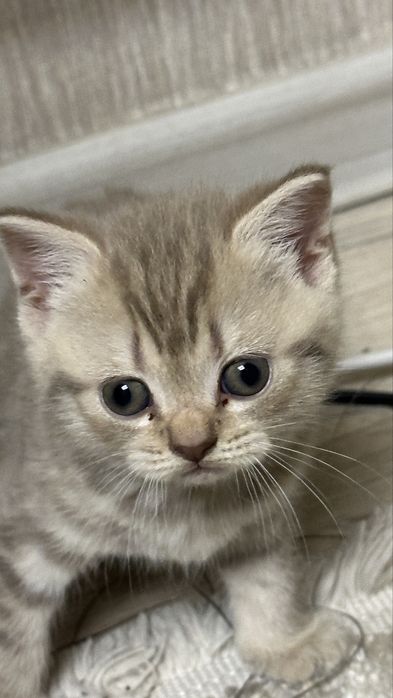 Котята шотландцы 30 марта др