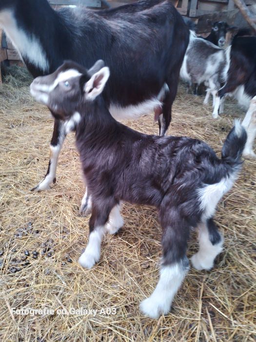 Capre tuggenburg și turingian