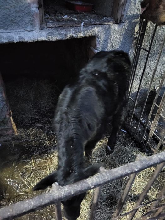 Vand vitea in varsta de o luna