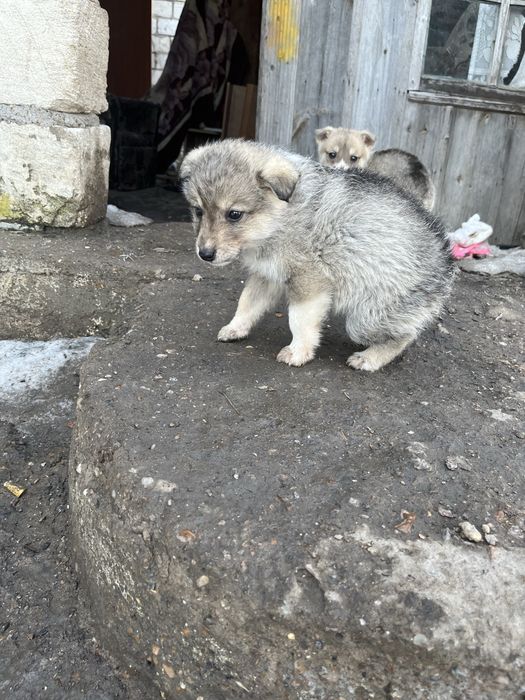 Отдам щенков в добрые руки ,дворняжки . 2 девочки 1 мальчик