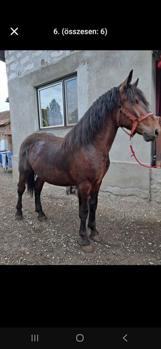 CAL tânăr si castrat
