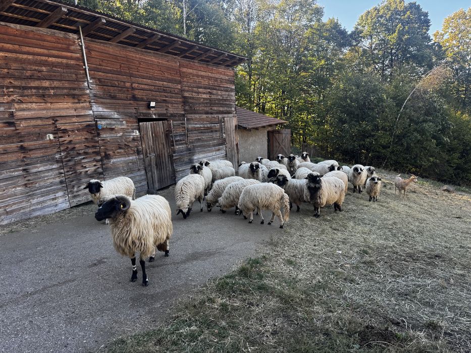 Vand oi breze , mielute si un berbec la alegere