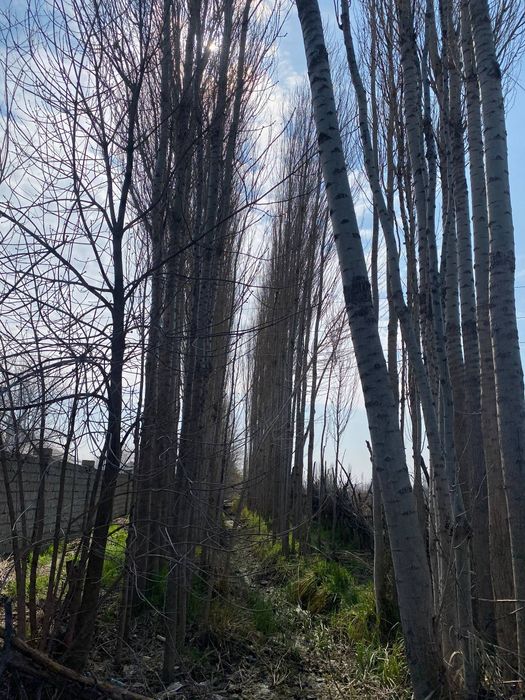 Тераклар сотилади, продаётся тополя