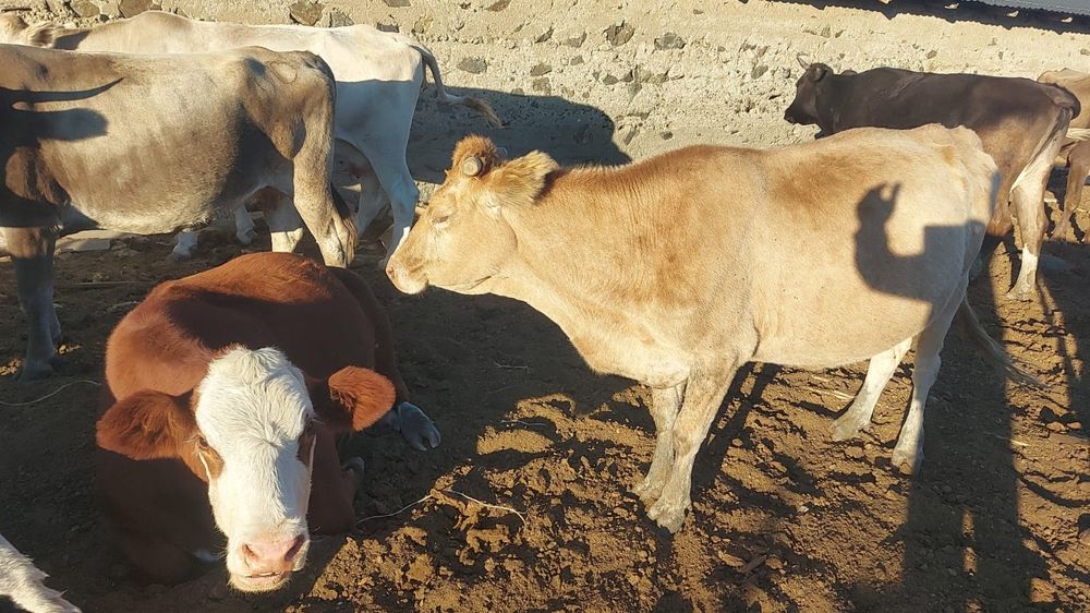 Продам дойных коров и телят