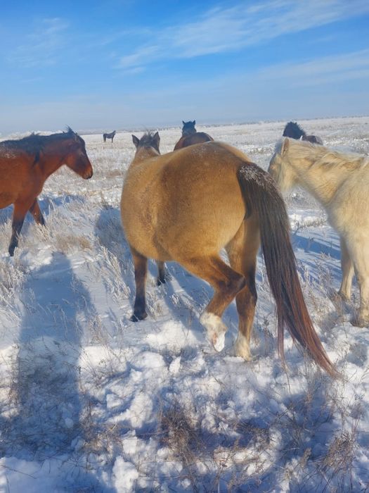 Продам кобылу 5летка        .