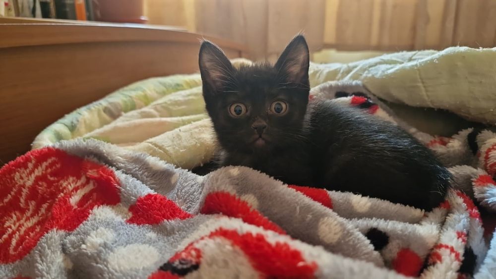 Отдаем котят милашей