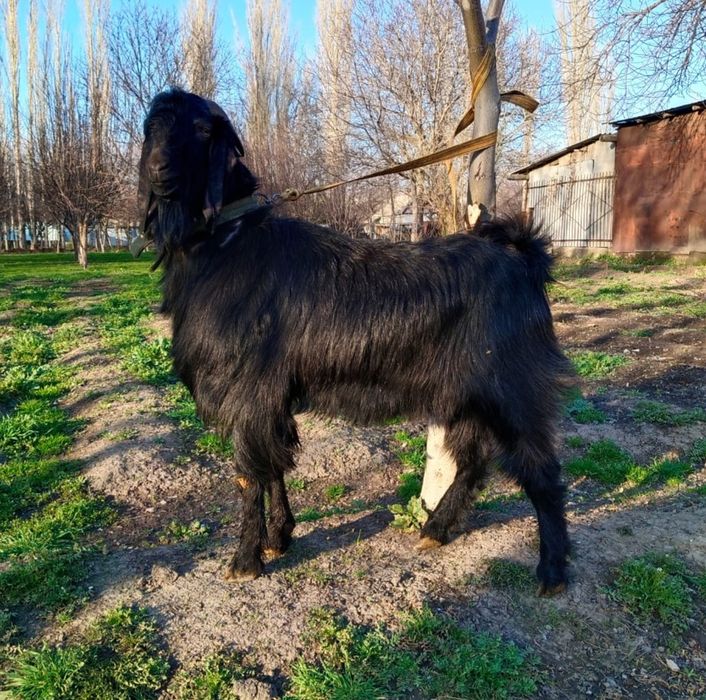 Индийский козёл БИТАЛ