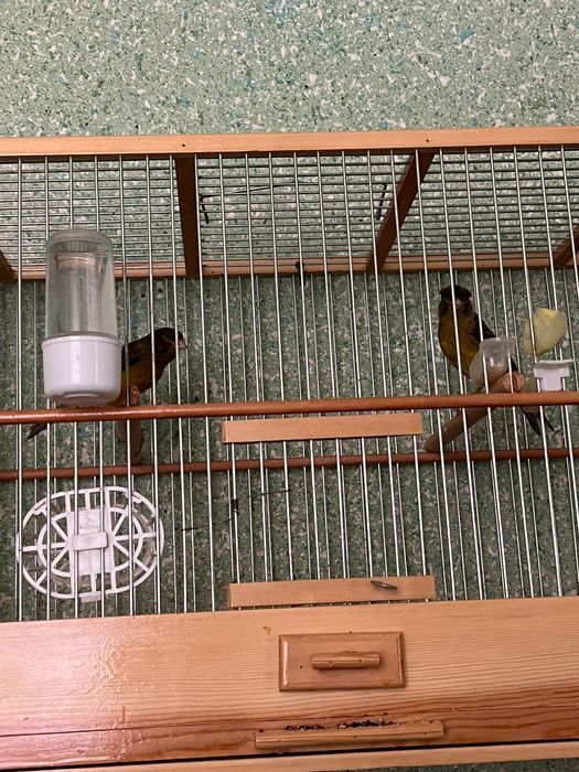 Конарейки все молодые первый выводки