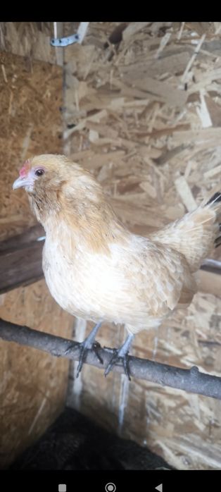 15 oua incubat pentru luni sau marti