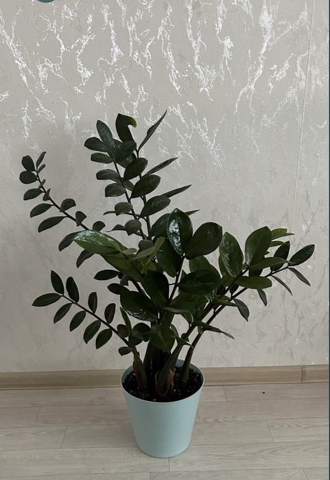 Замиокулькас (Долларовое дерево) комнат растение украсит ваш интерьер.