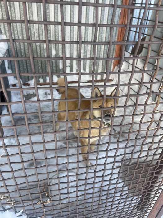 Отдам собаку в хорошие руки