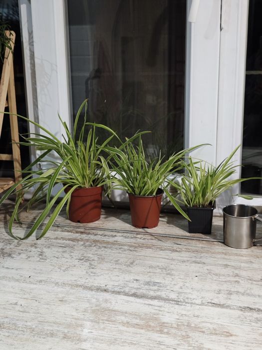 Диффенбахия тропик Сноу крупномер