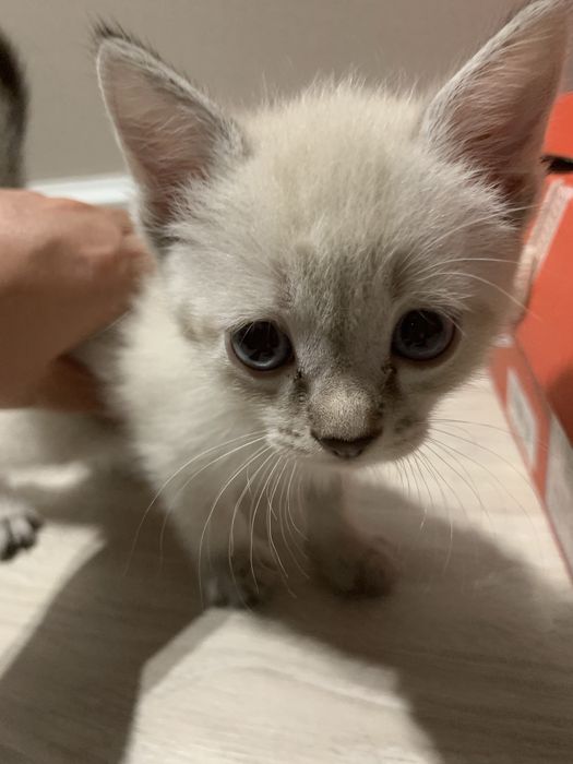 Котенок бесплатно