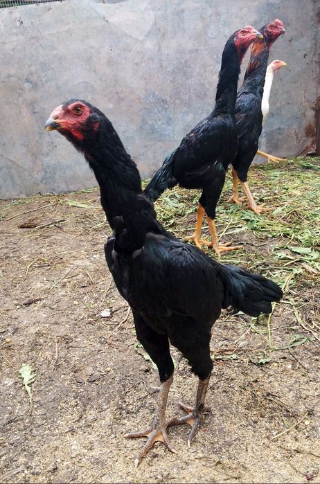 Дакан шамо 3 ойликдан 7 ойликкача макиен жужалари сотилади.