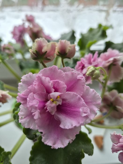 Шикарные цветущие фиалки!