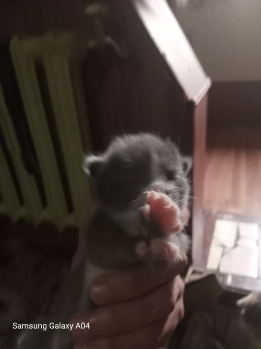 Продам котят в хорошии руки