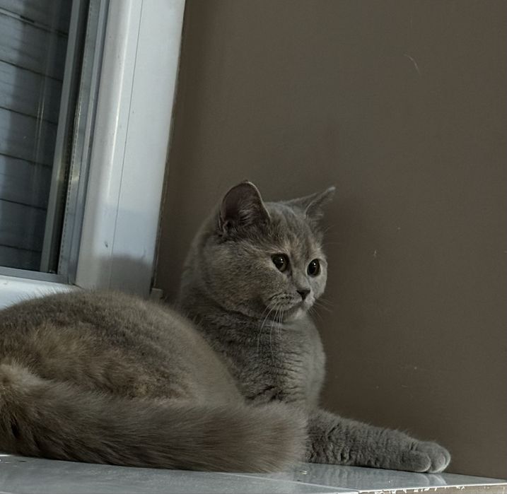 Британска синя късокосместа котка