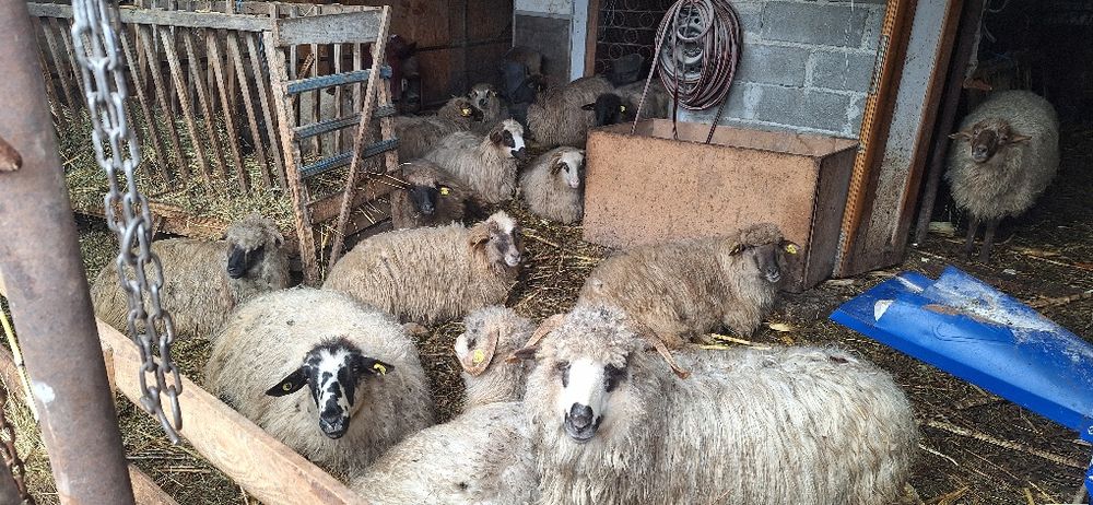 Vand 20 de oi turcane tinere