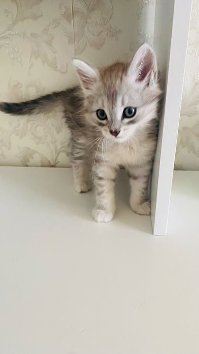 Продам котенка 1,5 месяца