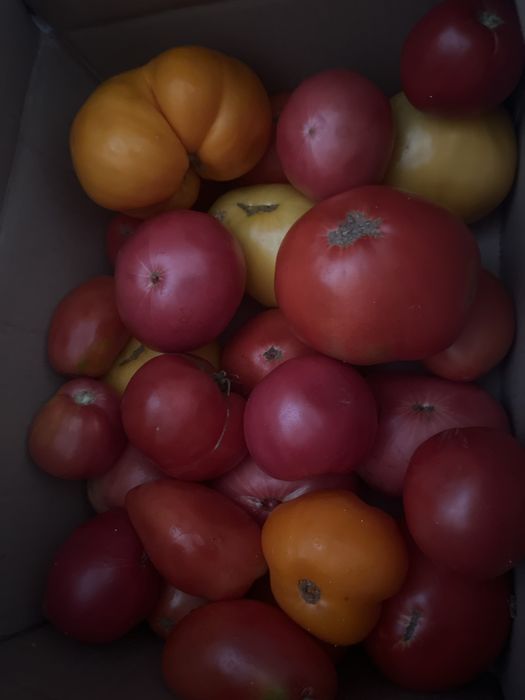 Продам домашние помидоры 800