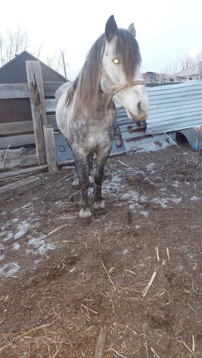 Продам лошадь полутяж