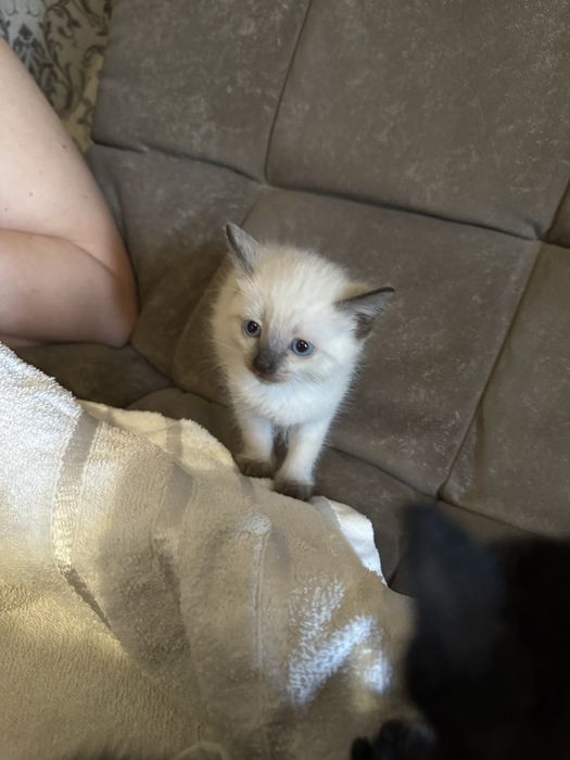 Ищем дом для котят